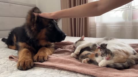 German Shepherd Puppy Meets Mom Cat with for the First Time