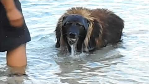 dog dive for stones