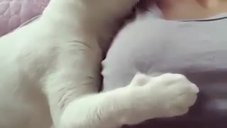 Kitten Likes to Sleep with His Owner