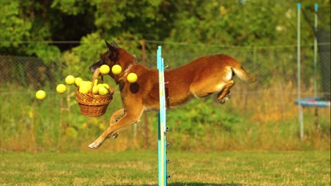 Dog Balls Basket Border Collie Jumping Enjoyment