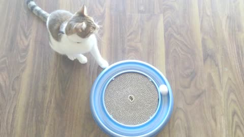 Half Siberian Kitten Sees These New Toys For The First Time