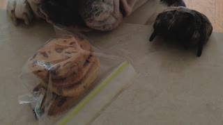 English Bulldog tries to steal cookies from kitchen counter