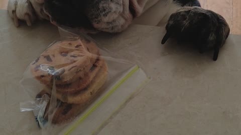 English Bulldog tries to steal cookies from kitchen counter
