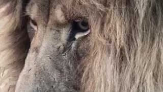 Close-Up Footage Shows Sleepy Lion Enjoying The Summer Breeze