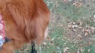 Dog watering