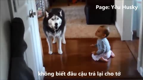 Boy quarreled fiercely with his dog house and the ending .......
