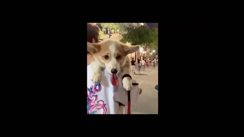 Cute Corgi like to be carry after having a tired day