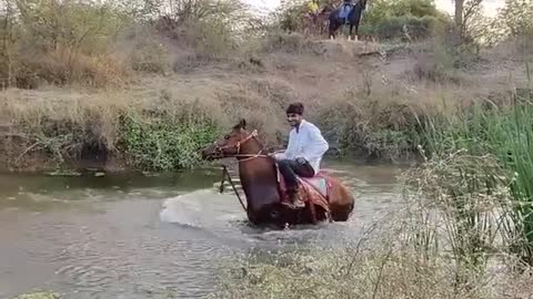 Horse 🐎 doing stunts in water