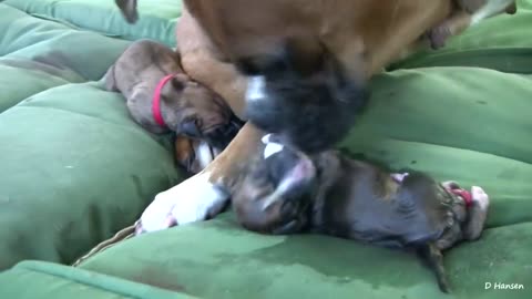 Dog giving baby birth