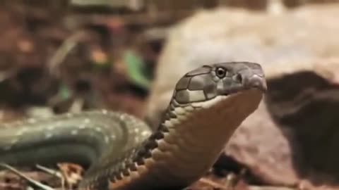 King Cobra v/s Mongoos | Amazing Fight