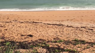 Flagler Beach Ocean Waves