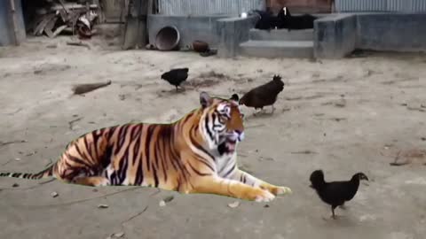 Hen eating food-What do chicken eat naturally