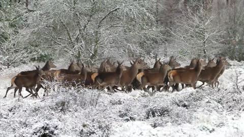 Group of deer at winter