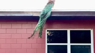 Incredible Peacock Flies in Slow Motion to Rooftop