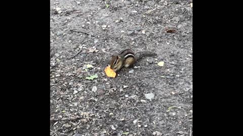 Taco chip eating chipmunk