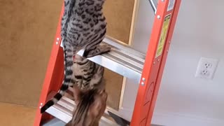 Cats take over ladder during service call