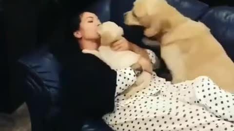 Dog jealous of new born baby, watch what happens next!!