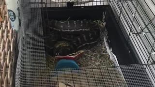 Carpet Python Caged