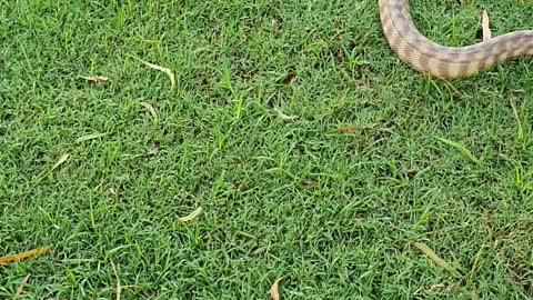 Black Headed Python roaming time.