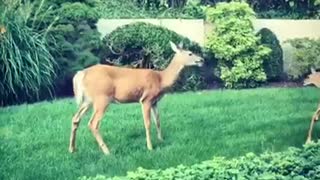 Deer goes crazy backyard