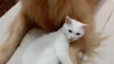 Cat protecting his best friend
