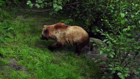 Brown Bear Bear Nature Animal Forest Wild Animal - الدب على طبيعته في الغابة