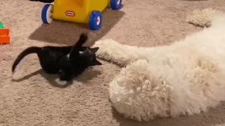 Tiny kitten giant dog staring contest.