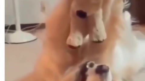 Very Cute funny dog video