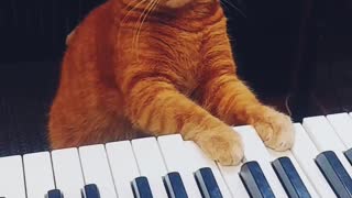 Precious Pet Plays Piano