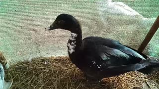 Young Muscovy Drake, has his feathers but still has baby fluff on his head