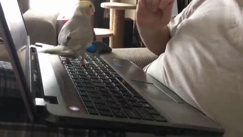 Parrots that won't let you use the laptop.