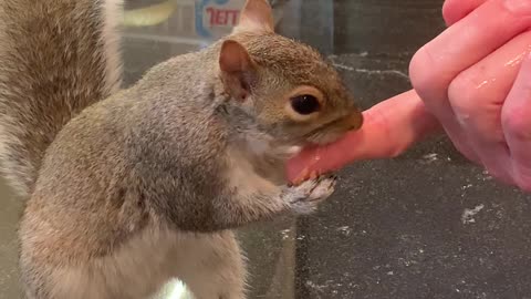 Peanut Butter Squirrel