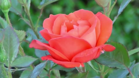 Blooming Of A Beautiful Pink Rose Flower