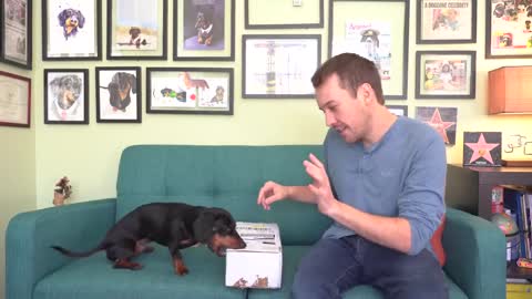 Crusoe Unboxing SPECIAL Delivery!! - Cute Dog Video Unboxing!