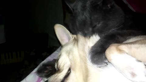Affectionate cat and loving dog