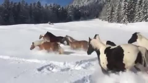 These Horses Play In The Snow Just Like A Bunch Of Kids