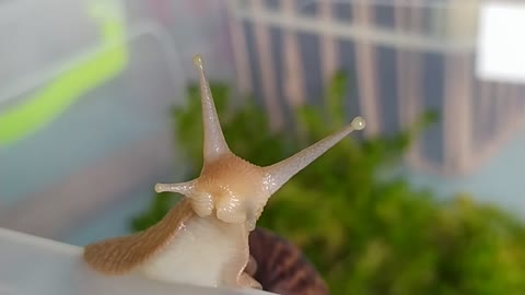 snail Achatina Immaculata, sends you Hello