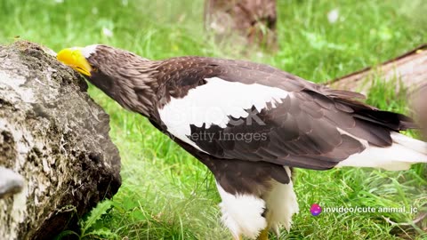 The Steller's Sea Eagle: Ruler of the Northern Skies