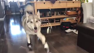 Husky Humorously Adjusts To Her New Snow Booties