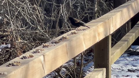 Red-wing BlackBirds are back in Toronto