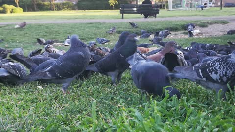 Very cool video of a group of pigeons eating in the garden