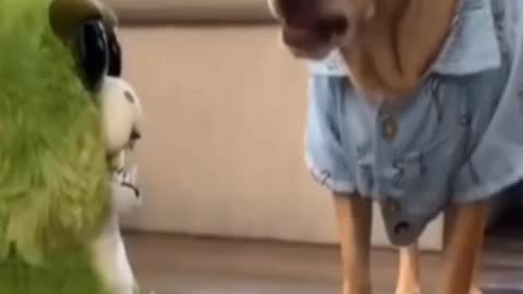 Funny dog video, Cute dog, Dog behaviour