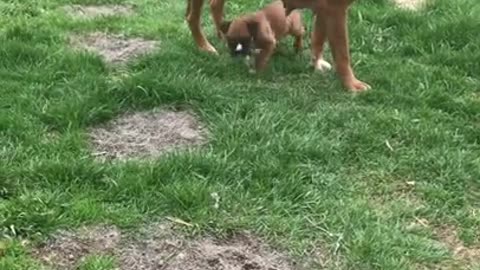 Phoenix Ridge Boxers Play time outside