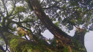 A Century Old Acasia Tree