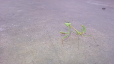 Walkingstick Insect Attacks Camera!