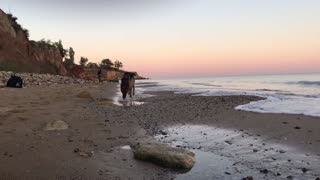 Dog running on a beautiful beach
