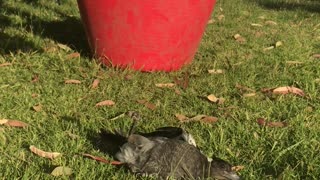 Magpie Messes with Laundry