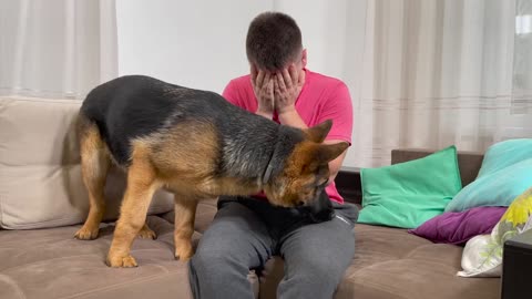 Shepherd dog comforts his owner when he cries