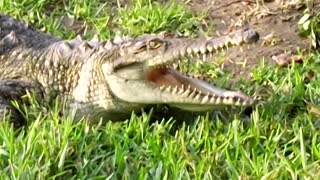 Peru's crocodiles born via artificial insemination