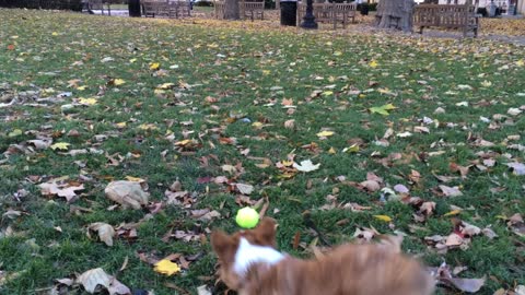 Welsh Corgi Puppy Plays Fetch